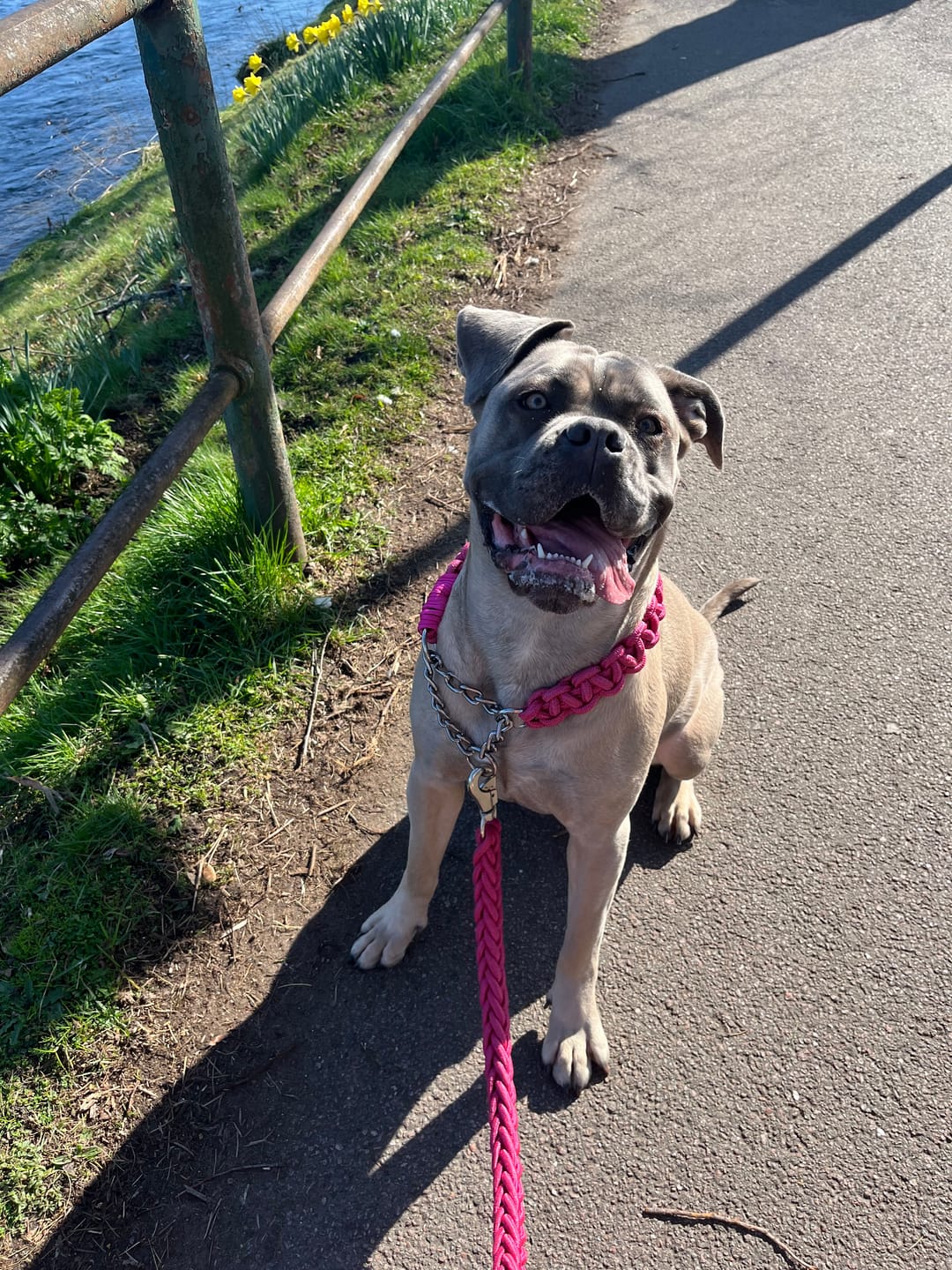 Customer photo review of Paracord Rope Lead Set