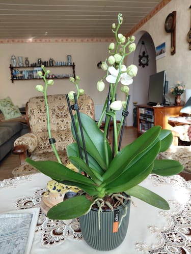 Ein Kunde zeigt die Two of Us Weiß Orchidee in einem grauen Topf auf einem Tisch. Die Pflanze hat viele Knospen und einige offene Blüten.