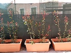 Customer photo review of Fioriera effetto legno "Bama" cm.100 diversi colori