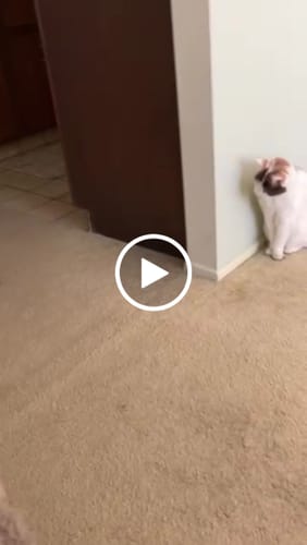 Customer video review of 1x Blisso Advanced Cat Probiotic