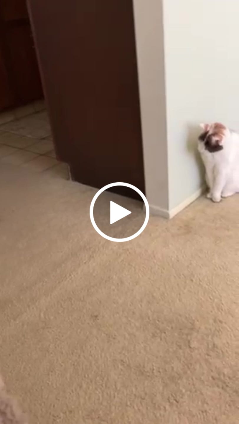 Customer video review of 1x Blisso Advanced Cat Probiotic