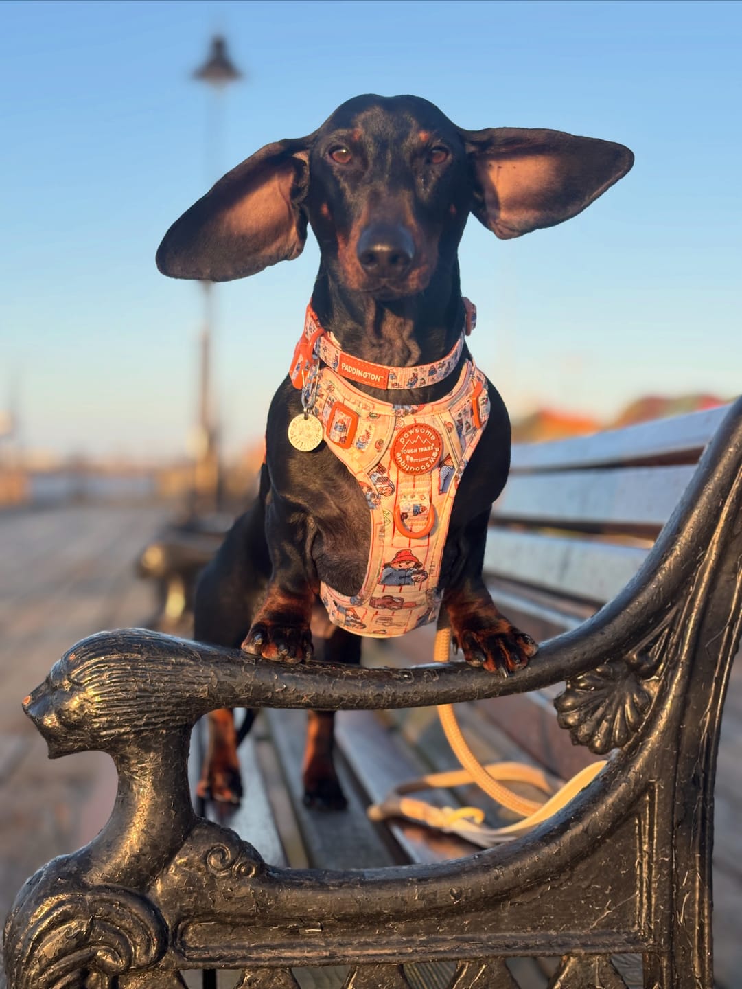 Customer photo review of Paddington™ Tough Trails™ Harness - Peckish Paddington