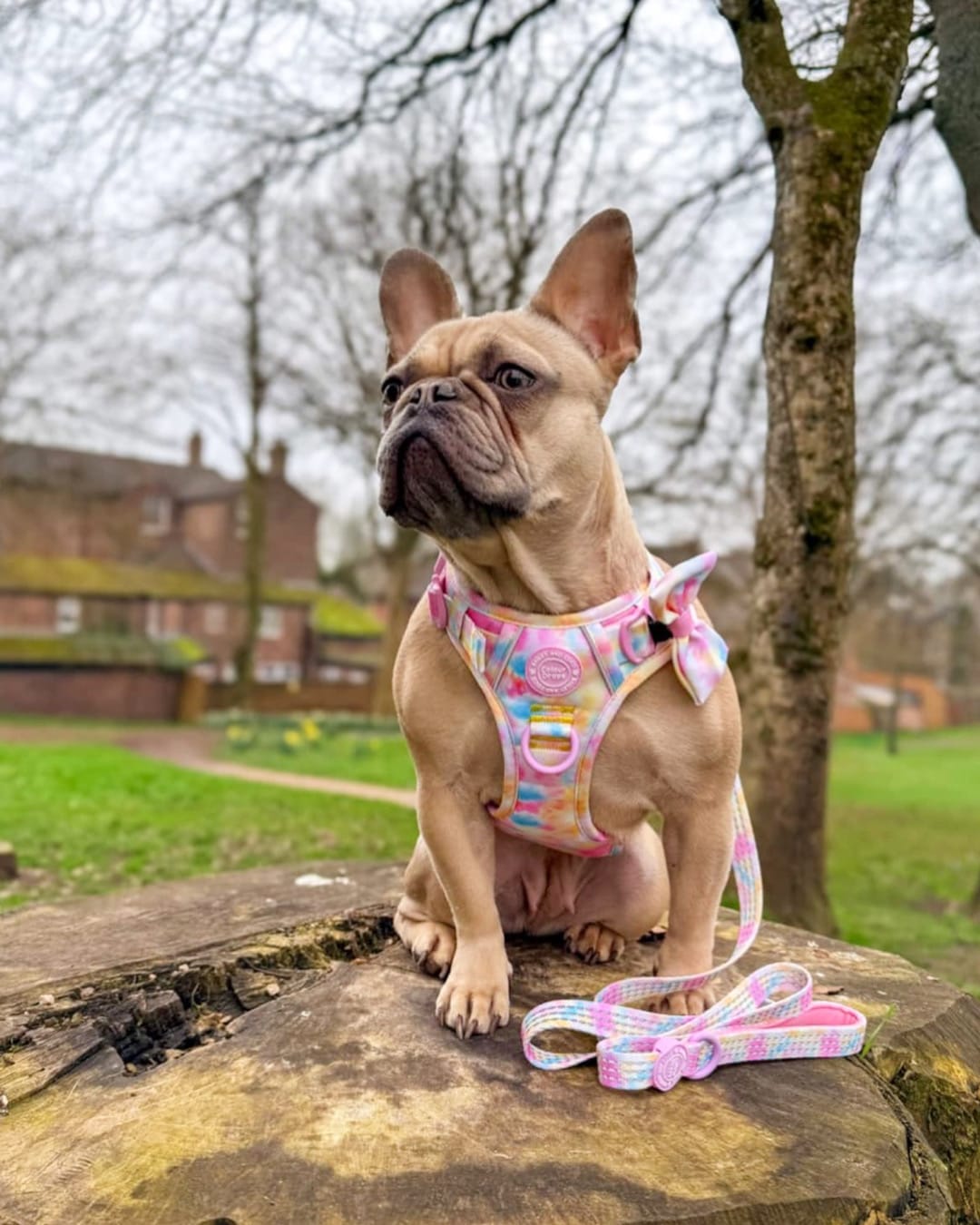 Customer photo review of Tie Dye Dog Harness - Colour Drops - Candy Floss