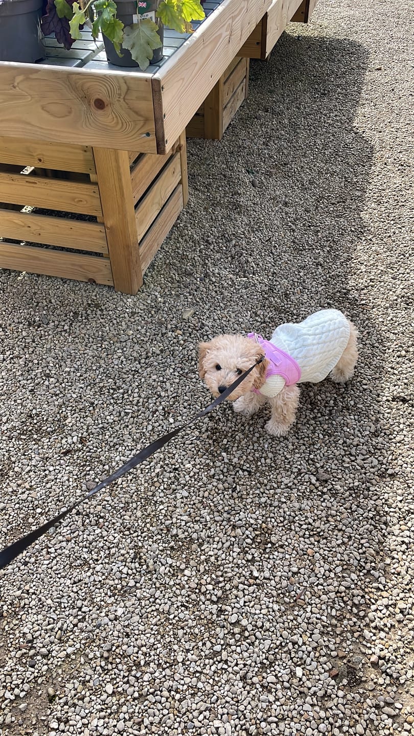 Customer photo review of Pawsome Pup Harness - Pink