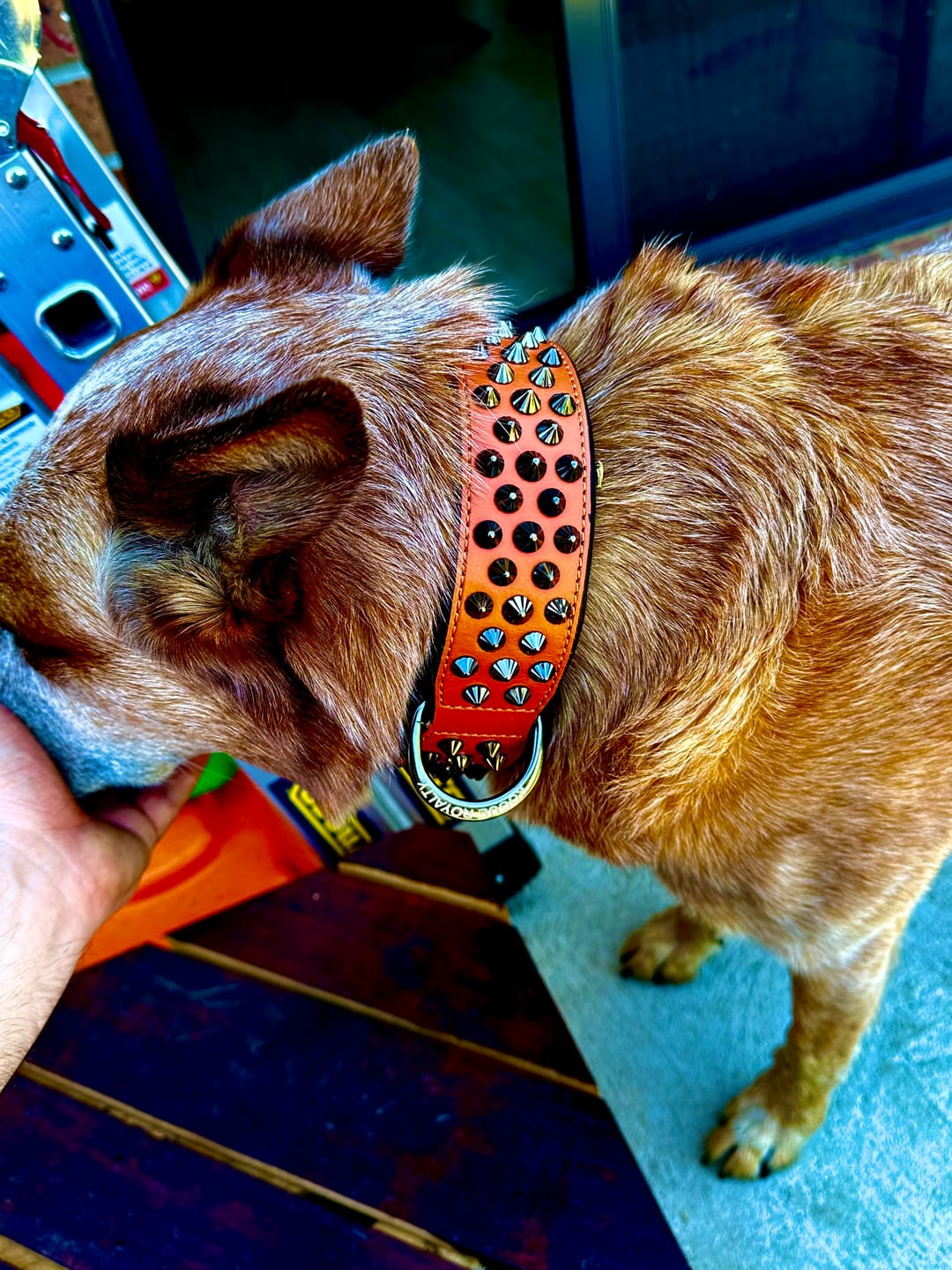 Customer photo review of Hand Made Leather Dog Collar - Ruthless Orange & Black (Wide Fit)