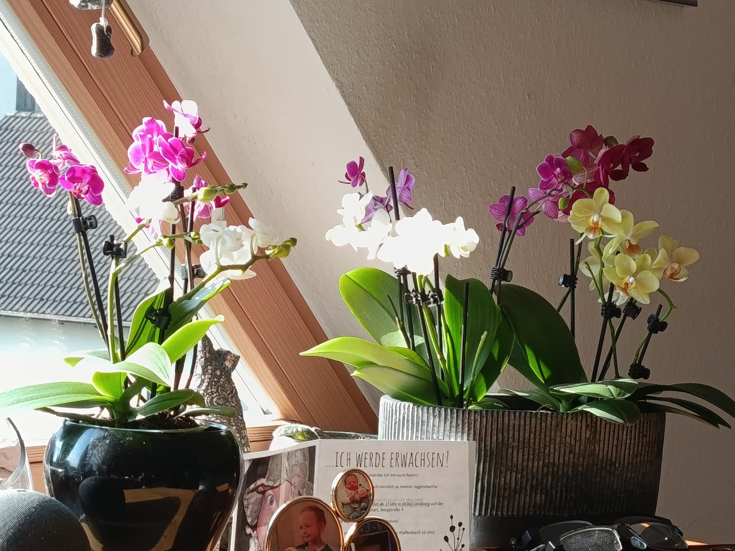 Customer photo review of Table Dance Farbmix im 3er Set mit 2 Rispen