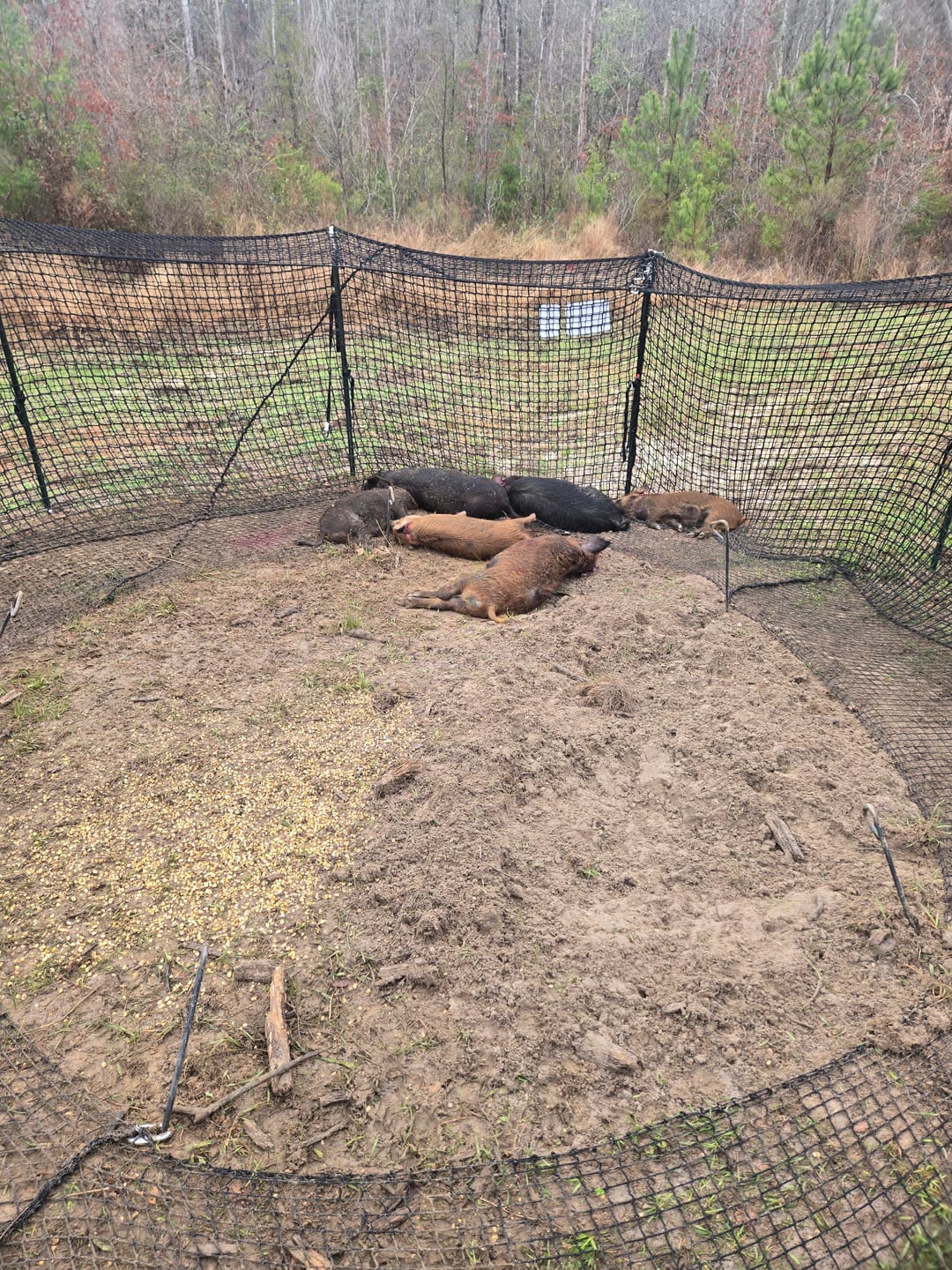 Customer photo review of Pig Brig Trap System