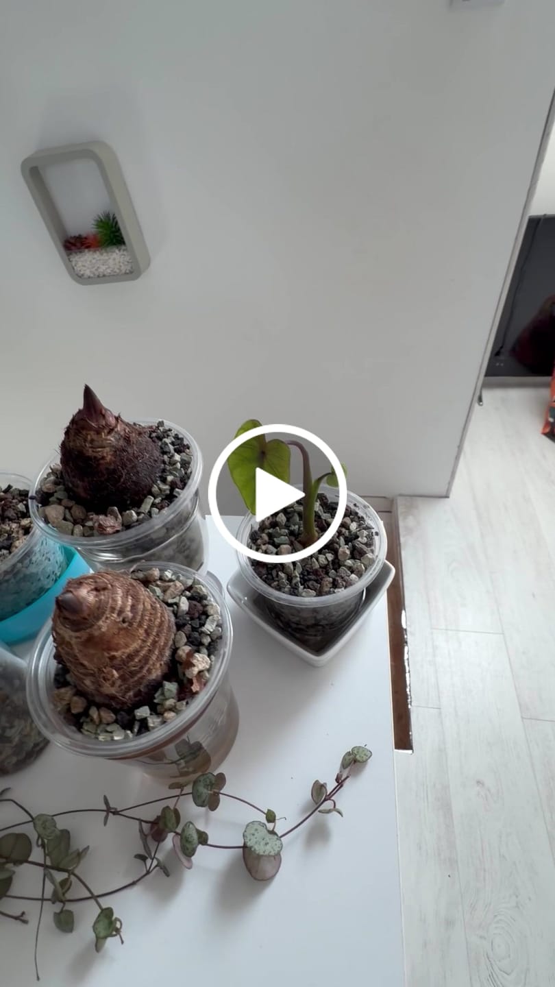 Customer video review of Houseplant Mineral Mix