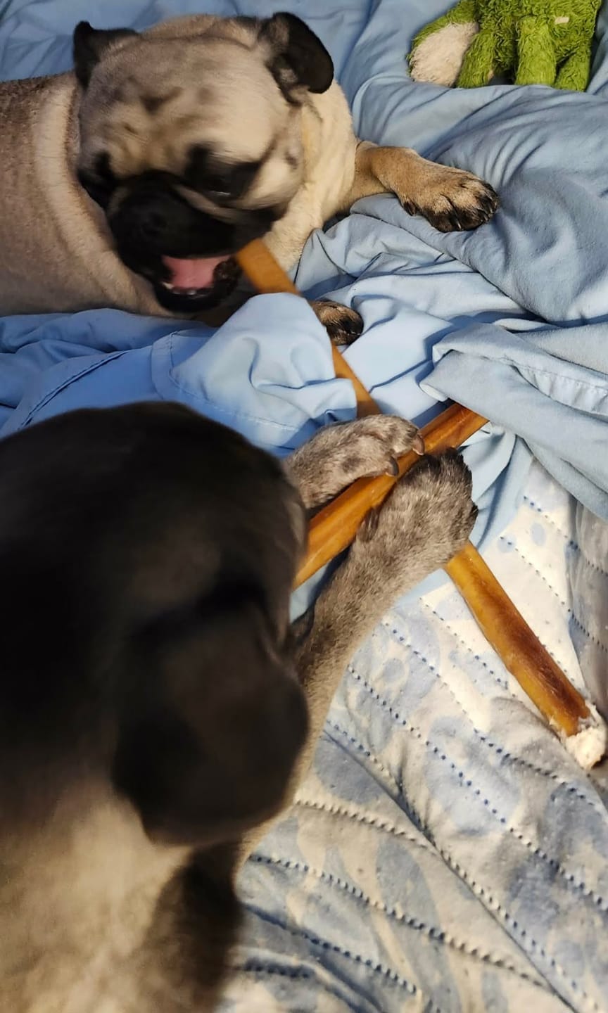 Customer photo review of 12 Inch Standard Bully Stick