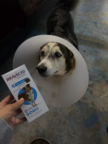 Customer photo review of Bravecto®