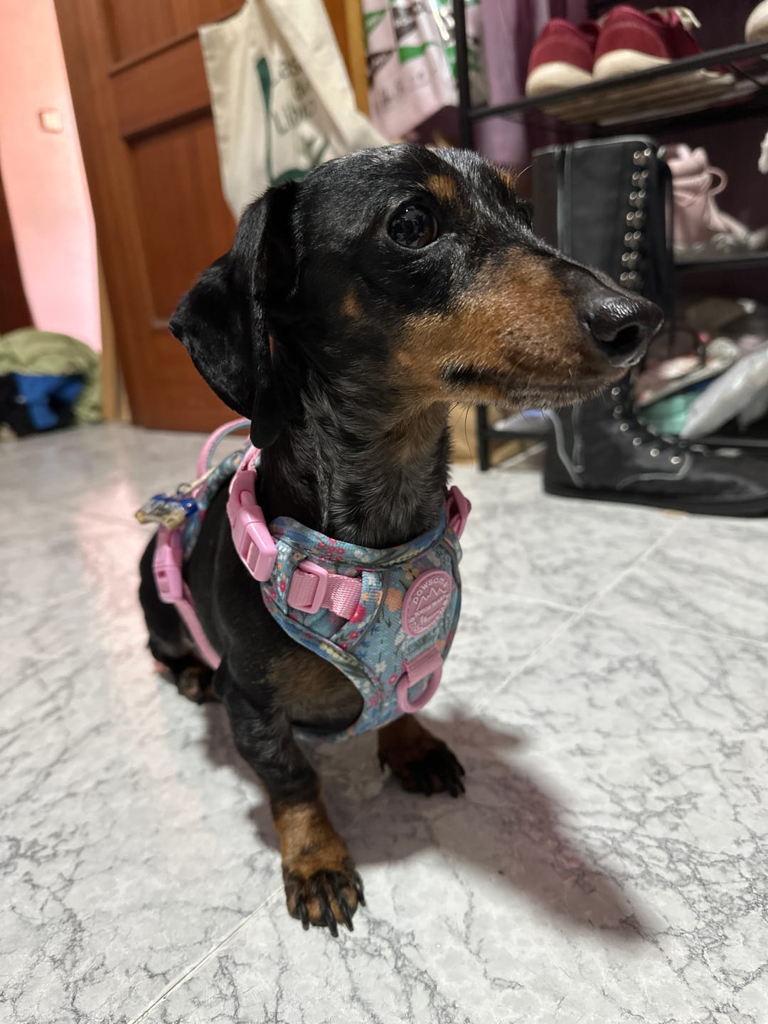 Customer photo review of Tough Trails™ Harness -  Whimsical Wildflowers