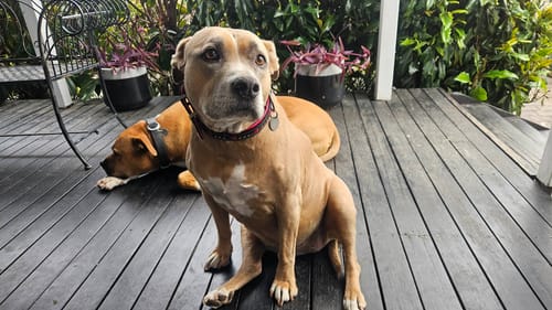 Customer photo review of Hand Made Leather Dog Collar - Queen of Hearts (Regular Fit)