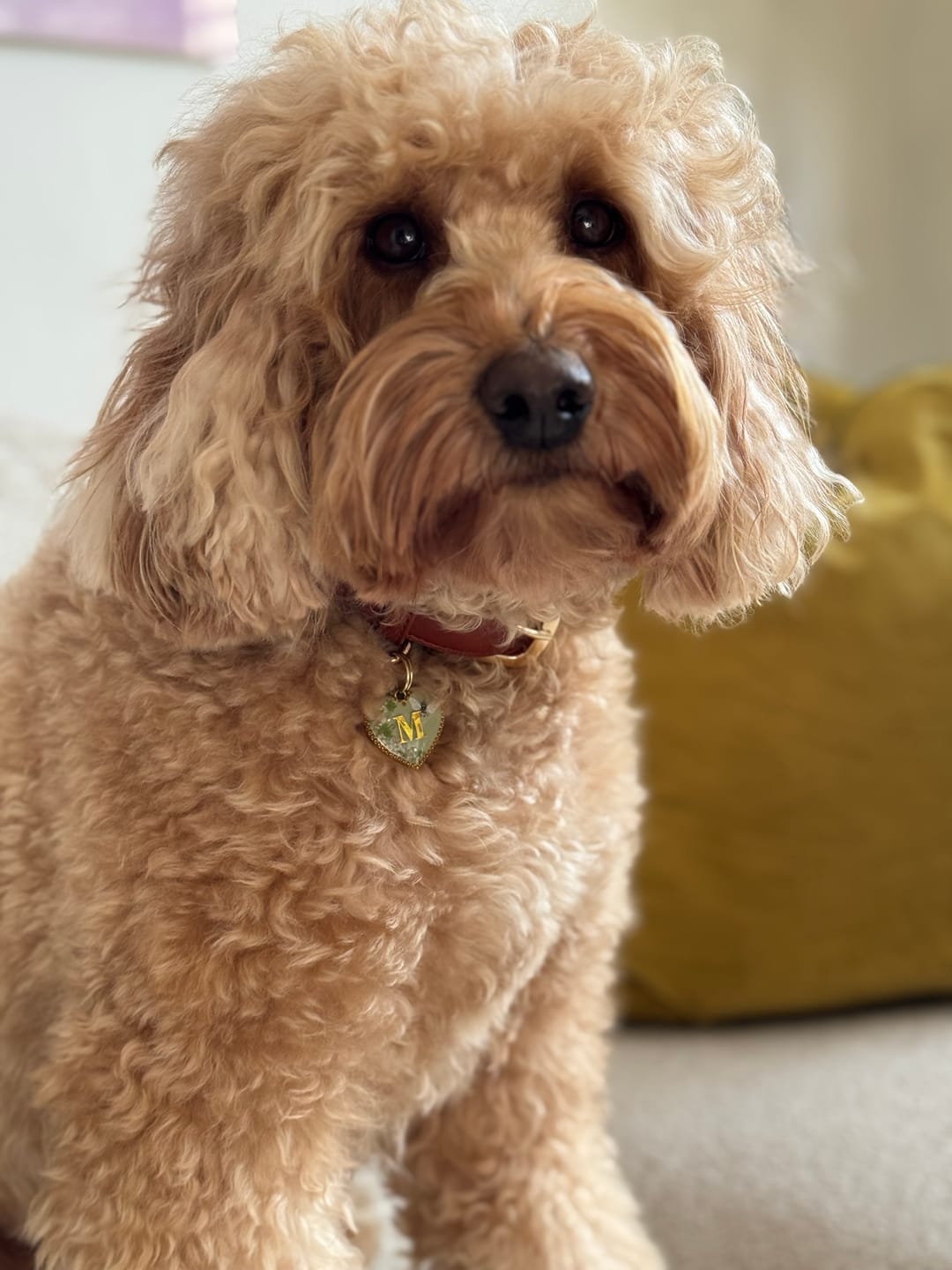 Customer photo review of Hazelnut Dog Collar