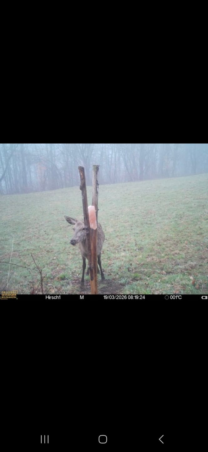 Customer photo review of Salzspray Anis - Lockmittel Rehwild, Schwarzwild, Rotwild und Damwild