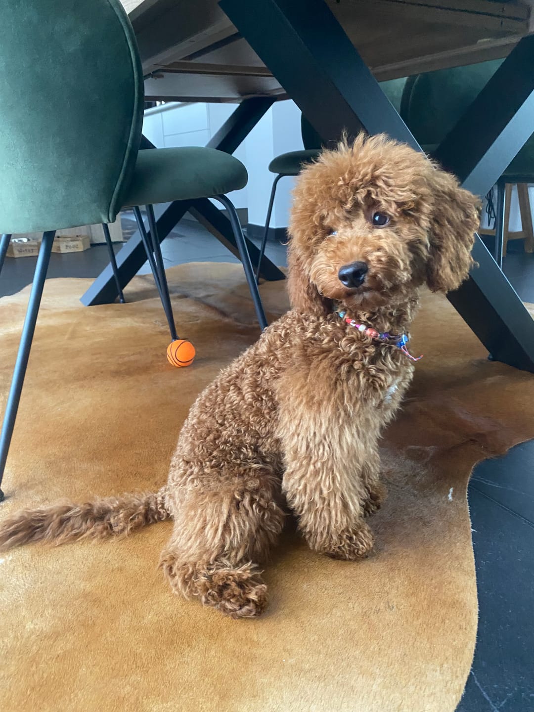 Customer photo review of Collanina canina carina