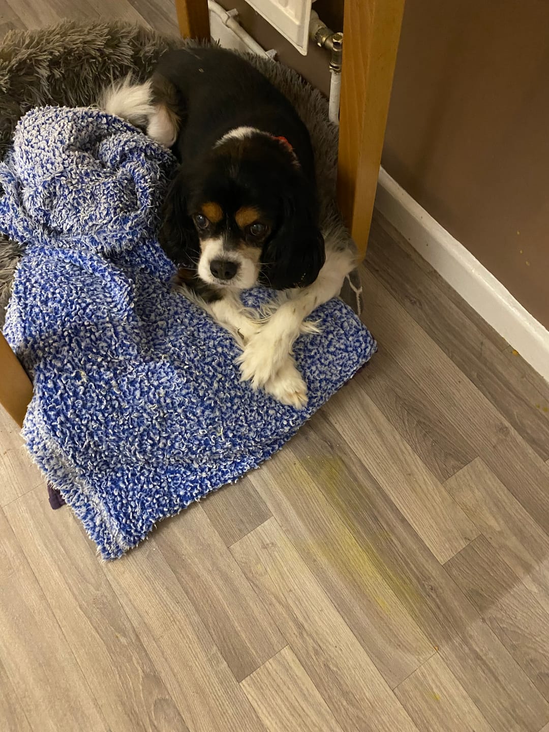 Customer photo review of Cough Drops for Dogs and Cats | 30ml