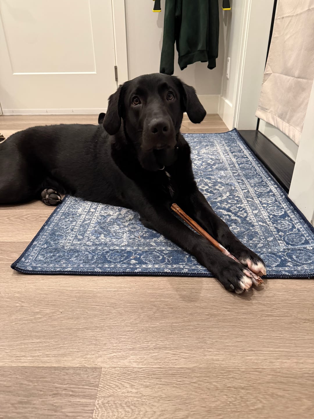 Customer photo review of 10-12 Inch Champion Chew