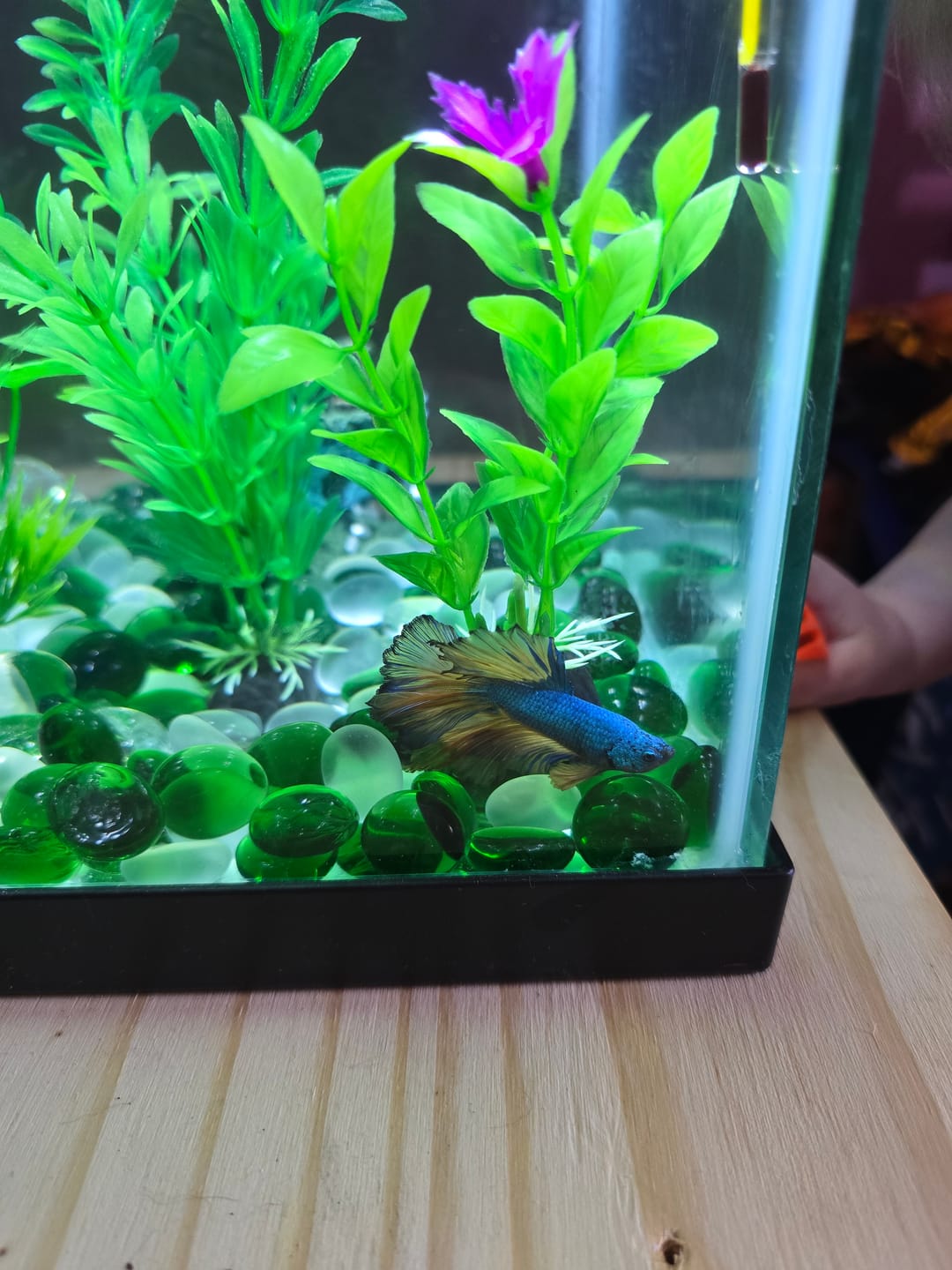 Customer photo review of Mustard Gas Blue Halfmoon Male Betta Fish