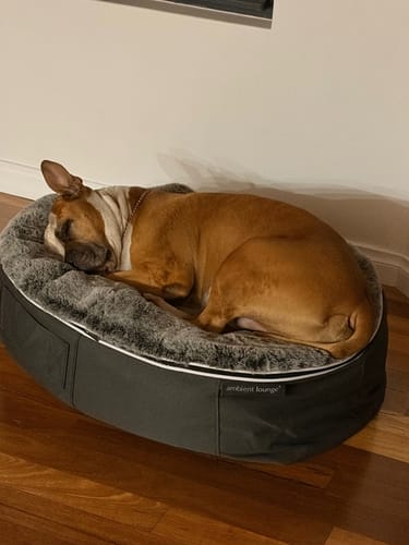 Customer photo review of Medium Rebound Foam Mattress Dog Bed - Interior/Outdoor