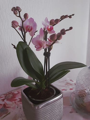 Kundenbild der Orchidee Table Dance Antwerpen mit drei Rispen, die rosa Blüten und viele Knospen tragen.