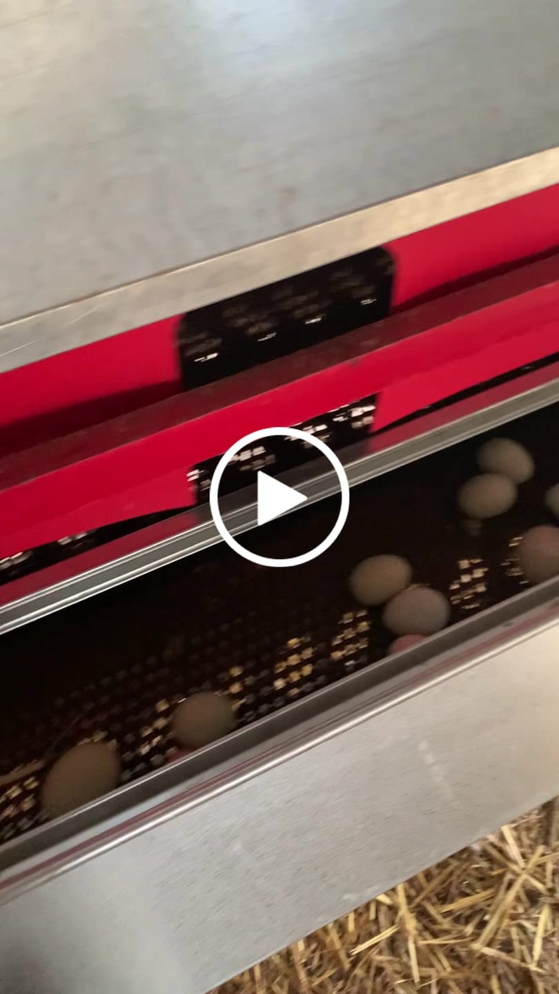 Customer video review of X-Large (72") Reversible Roll-out Nest Box (Up to 75 Hens)