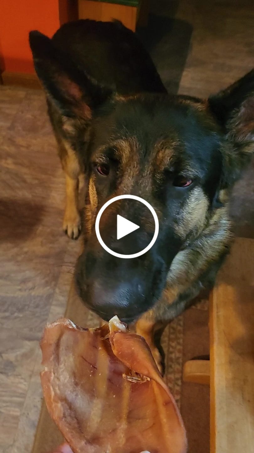 Customer video review of Pig Ears