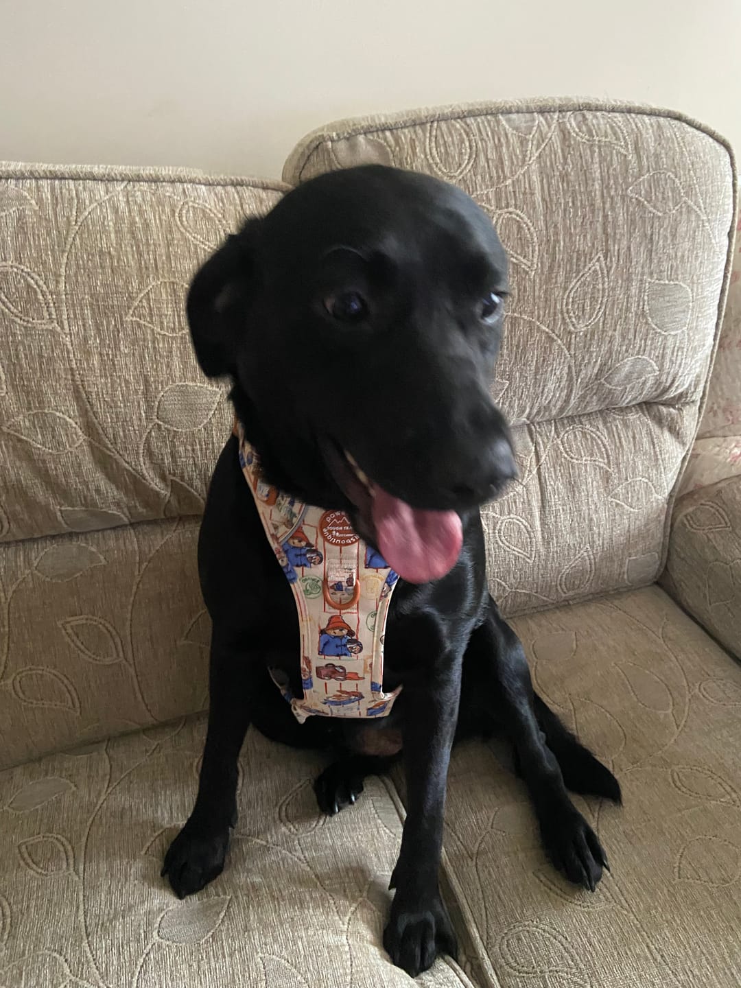 Customer photo review of Paddington™ Tough Trails™ Harness - Peckish Paddington