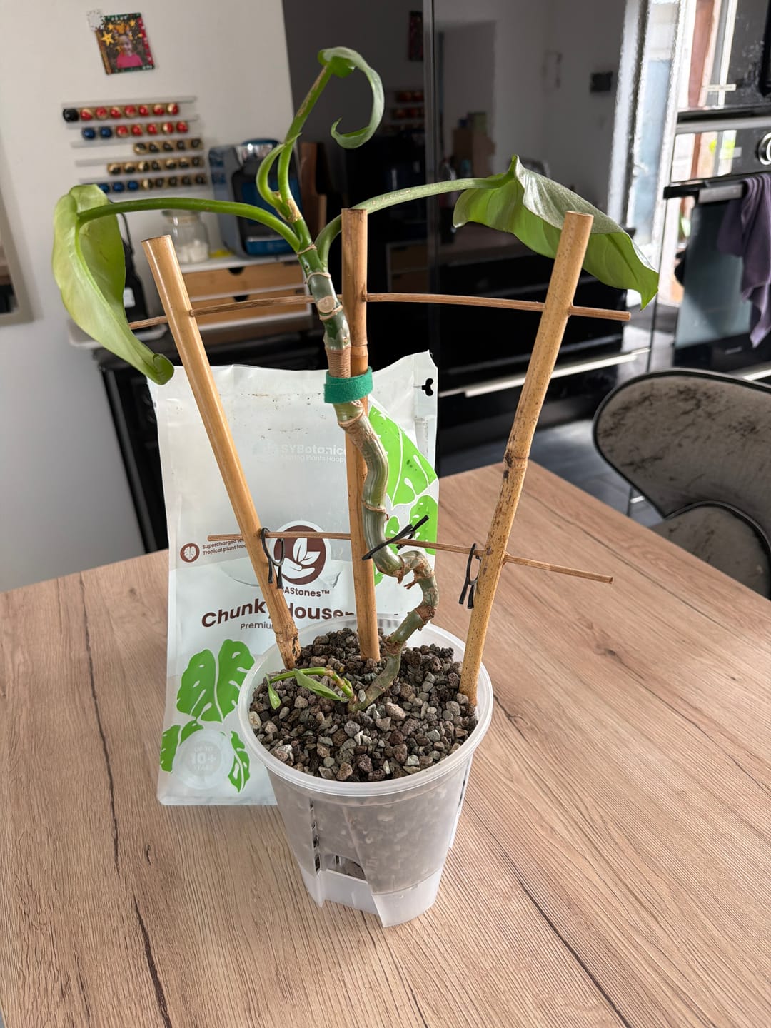 Customer photo review of Clear Self-Watering Plant Pots