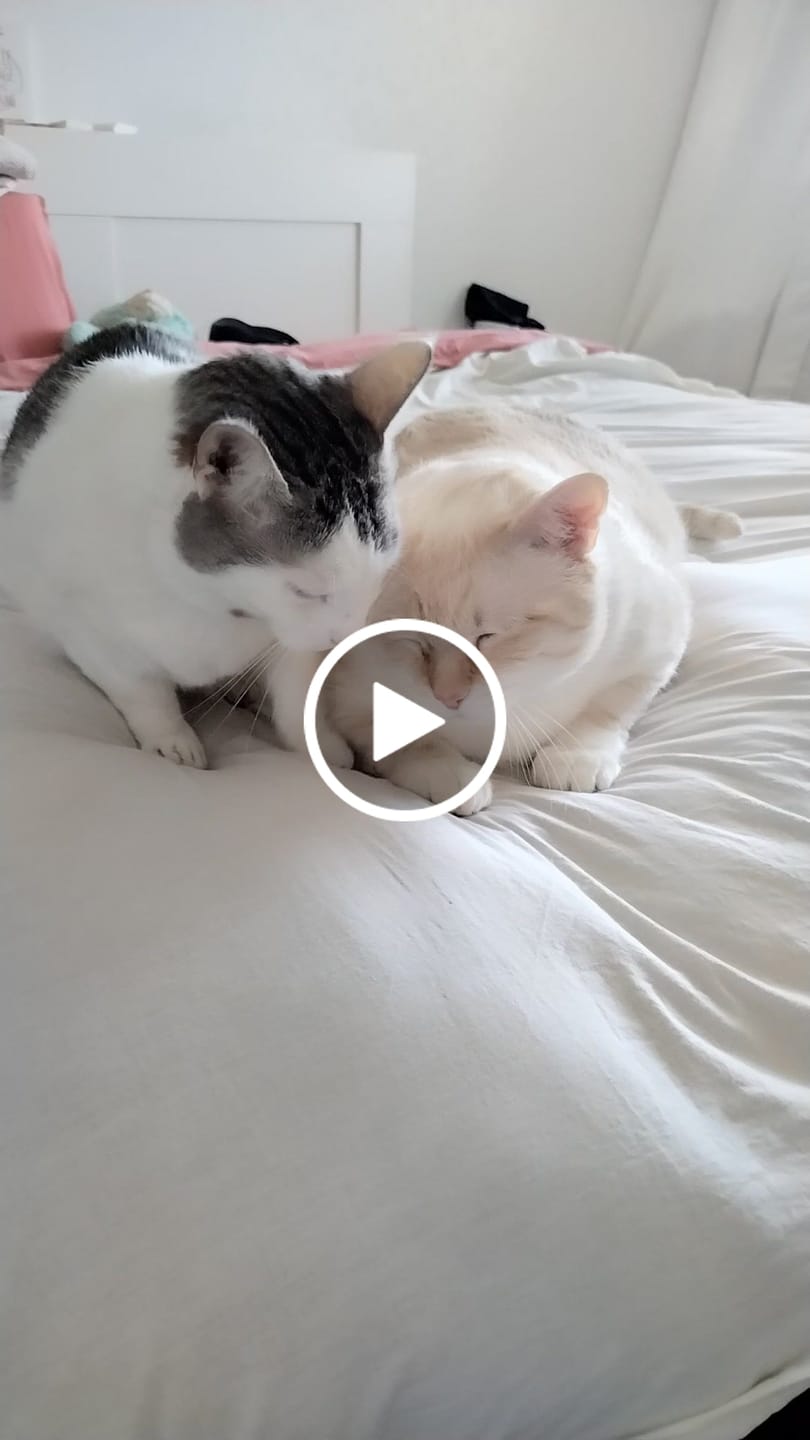 Customer video review of Pâtée Saumon & Légumes (x16) - Chat