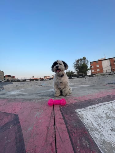 Customer photo review of CT1711 1 Pieza De Juguete Para Mascota