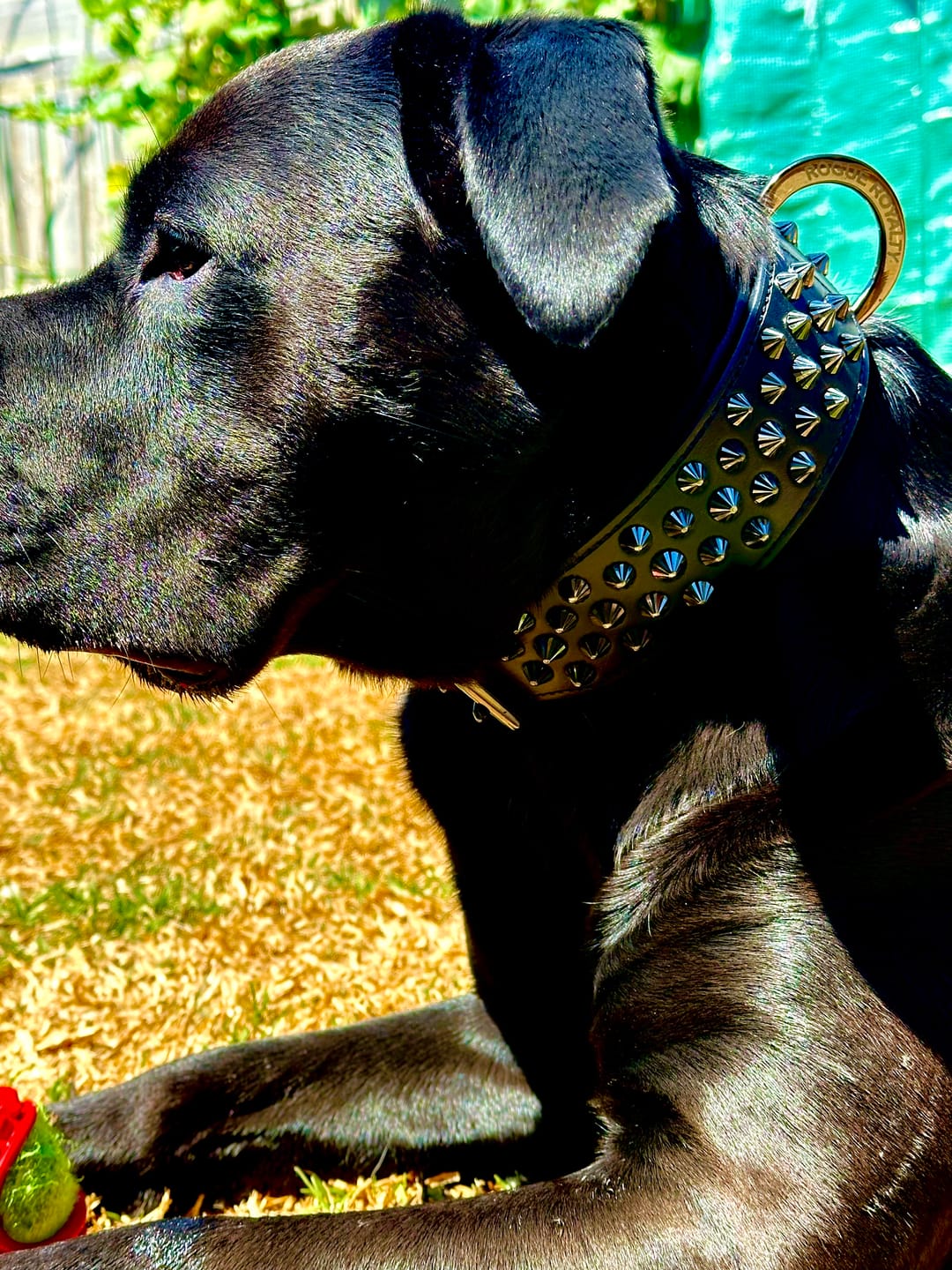 Customer photo review of Hand Made Leather Dog Collar - Ruthless Black & Black (Wide Fit)