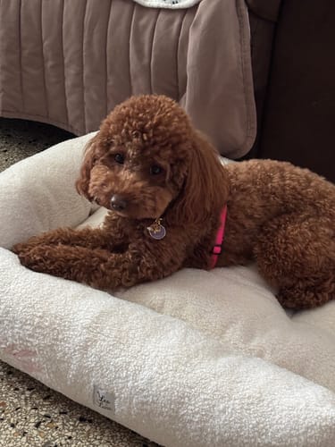 Customer photo review of Se hai richiesto il ricamo questo è il suo costo (NON RIMUOVERE)