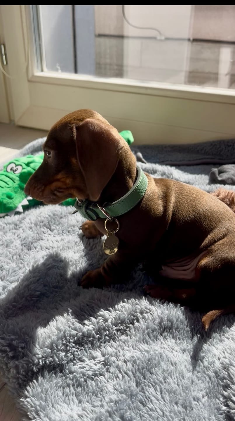 Customer photo review of Collare in pelle Mint