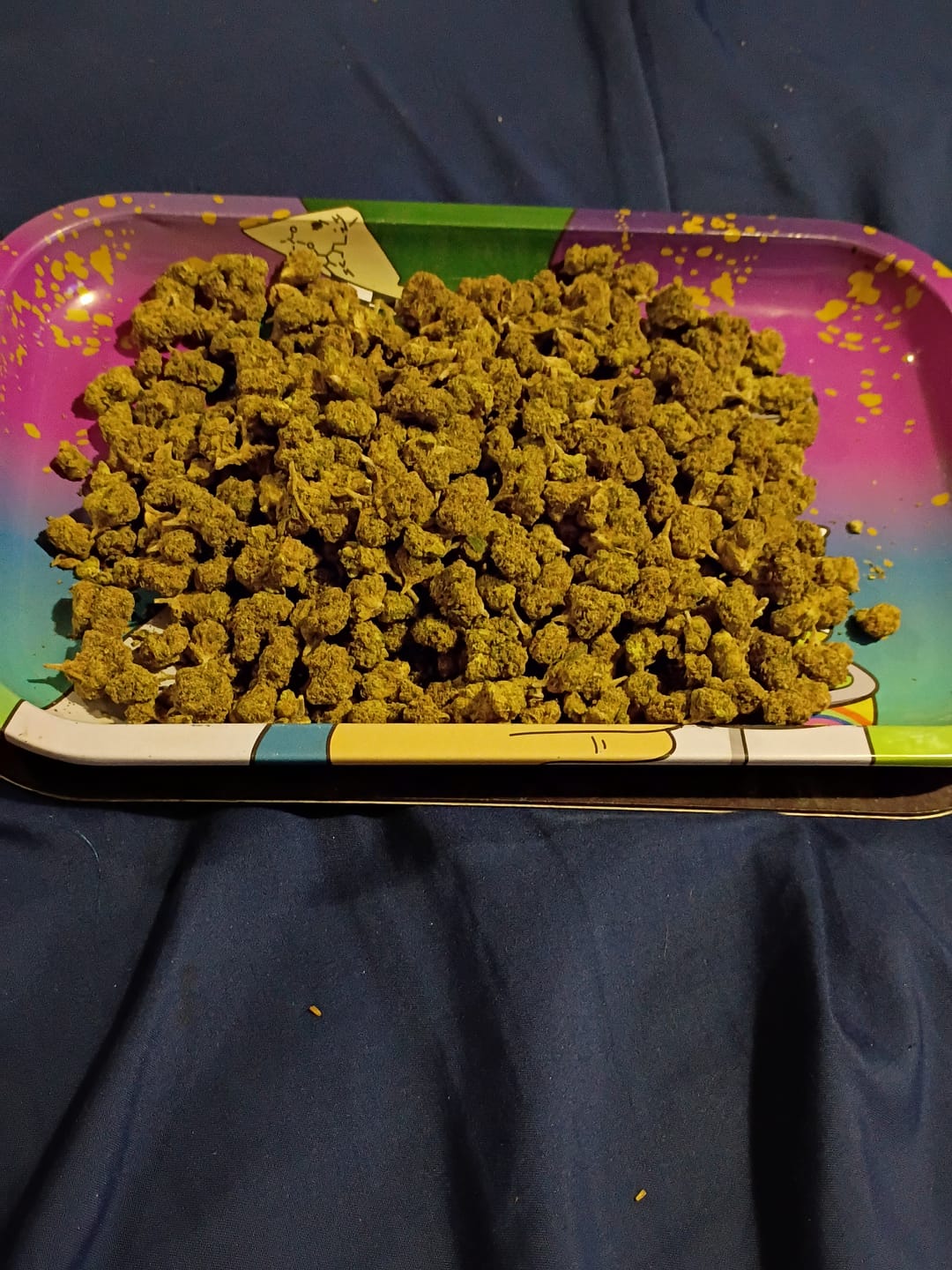 Customer photo review of Bulk Discount Indoor Flower
