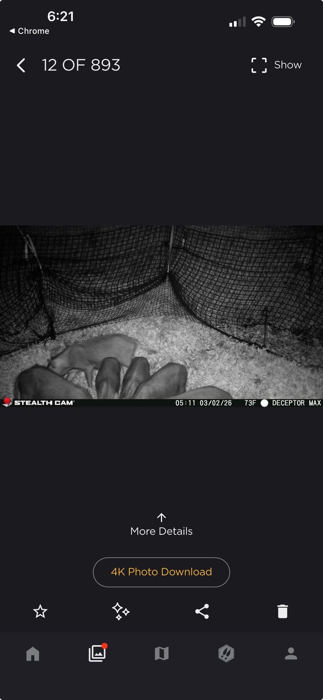 Customer photo review of Pig Brig Trap System