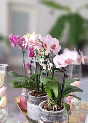 Kundenfoto zeigt das Table Dance Farbmix Set mit drei blühenden Orchideen in verschiedenen kräftigen Rosatönen.