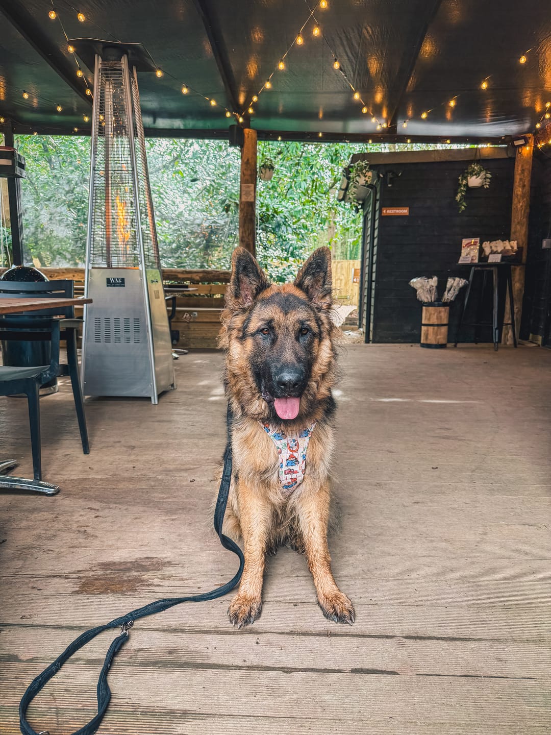Customer photo review of Paddington™ Tough Trails™ Harness - Peckish Paddington