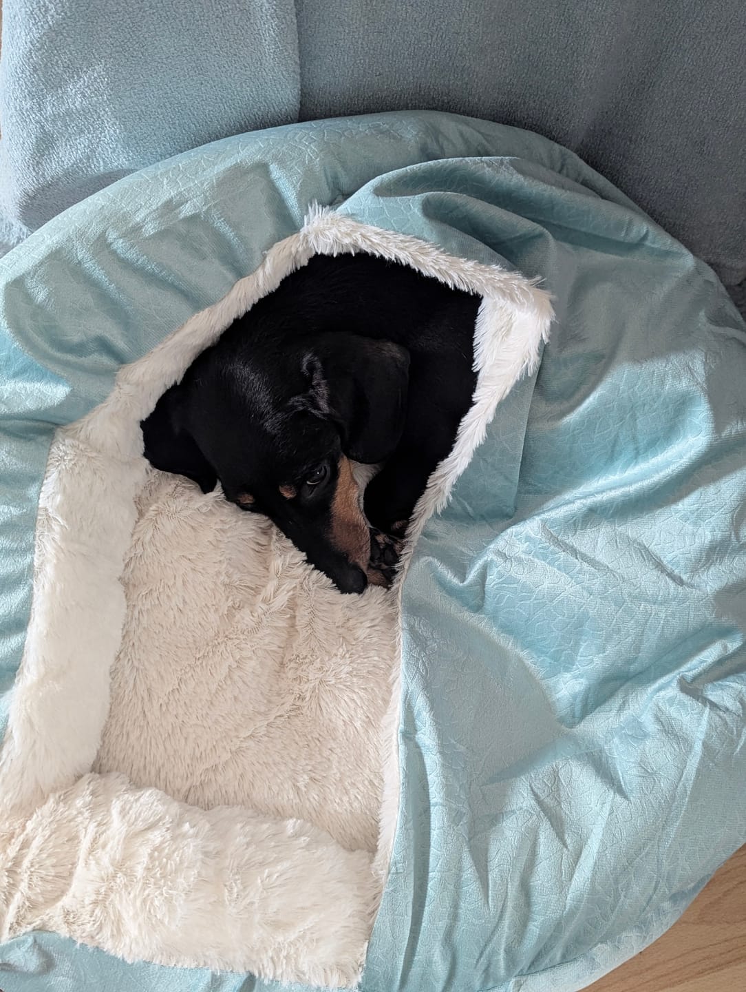 Customer photo review of Emmalove - Kuschelhöhle für Hunde