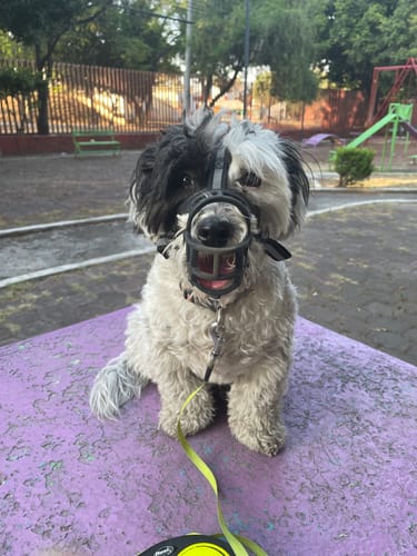 Customer photo review of CT7240 1 Pieza De Bozal Resistente Para Mascota