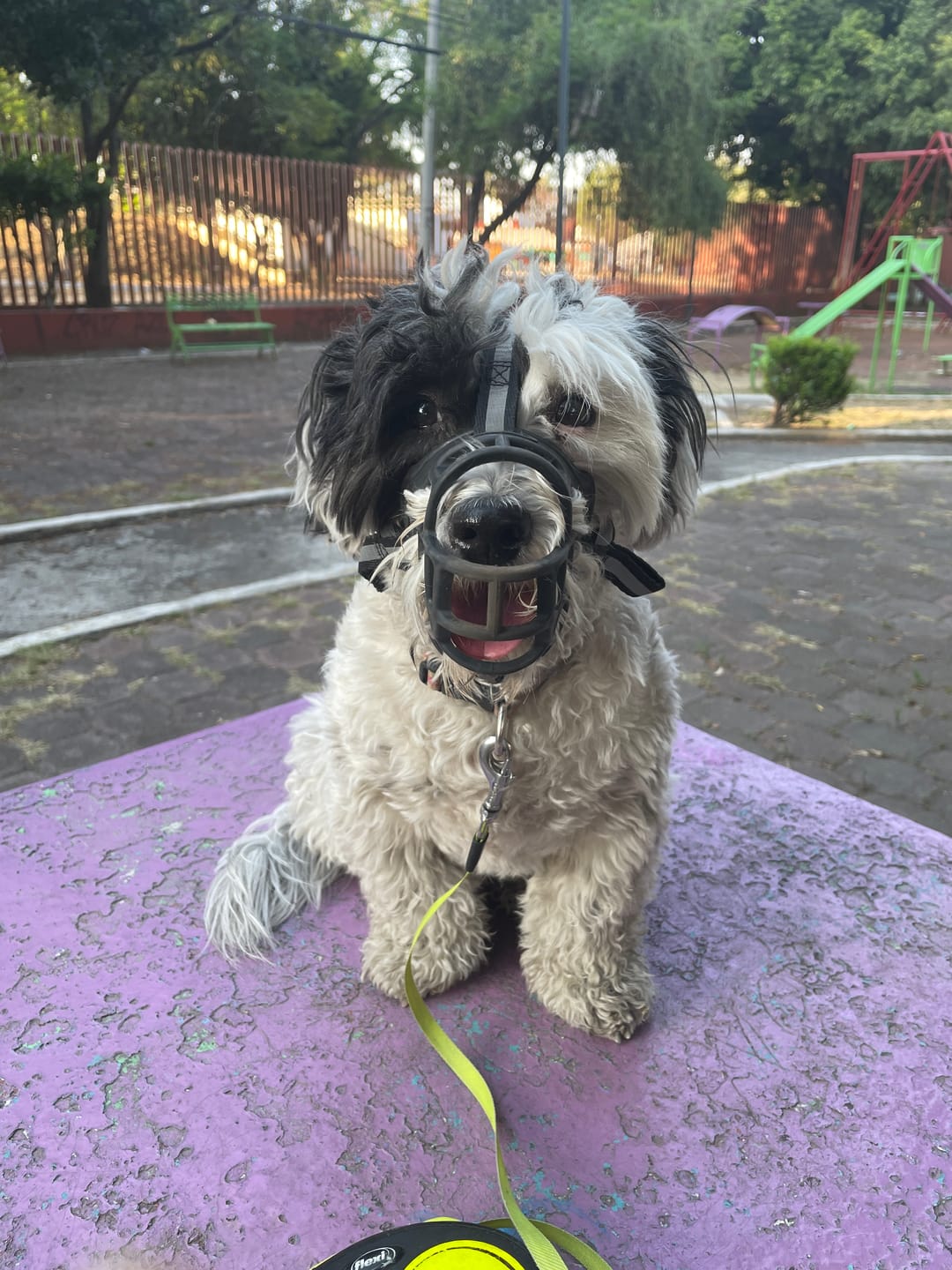 Customer photo review of CT7240 1 Pieza De Bozal Resistente Para Mascota