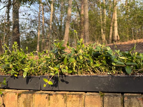 Customer photo review of Vinca Minor Bowles 50 Count Flat - Periwinkle Evergreen Groundcover Plants with Blue Flowers