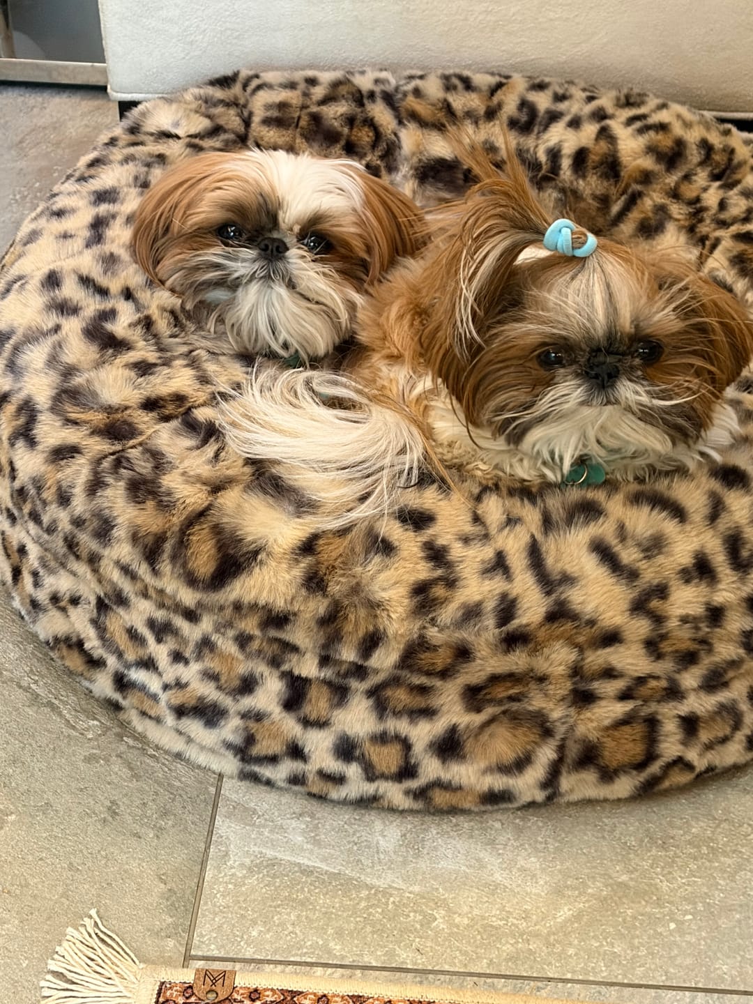 Customer photo review of Pollen Wicking Pawer Dog Wipes