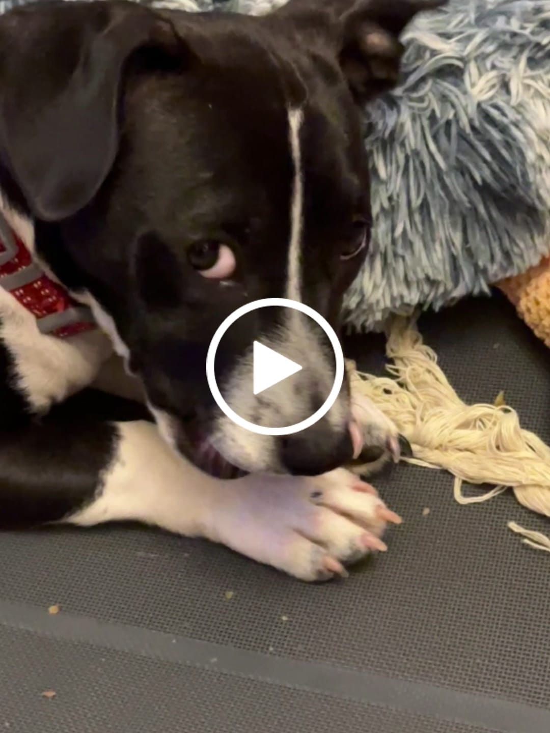 Customer video review of Ostrich Runner (5" x 1.5"): The Flavorful & Long-Lasting Chew for Small to Medium Dogs - 2 Pieces