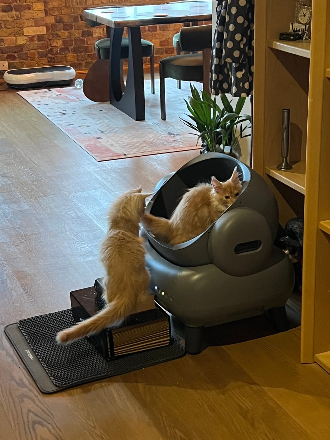 Customer photo review of Neakasa M1 Plus Open Top Self-Cleaning Cat Litter Box