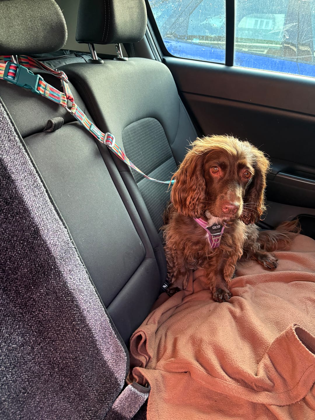 Customer photo review of Headrest Seat Belt
