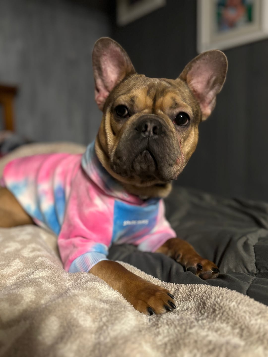 Customer photo review of Velvet Dog Hoodie - Snow Cone