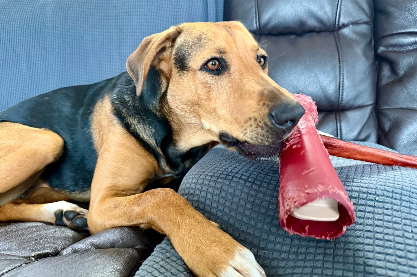 Customer photo review of 12 Inch Thick Bully Stick