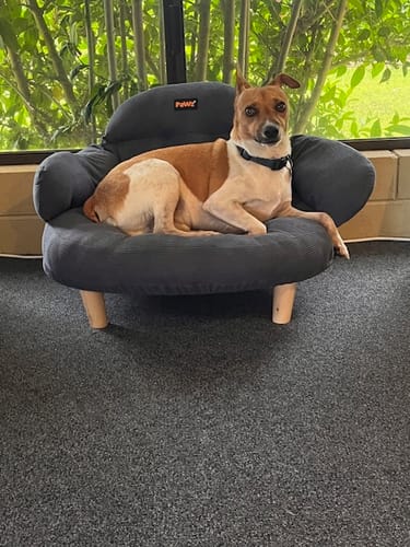 Customer's dog relaxing on the plush grey CloudNest Elevated Pet Sofa Bed, with its paw resting on the armrest.