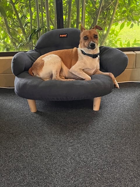 Customer photo review of CloudNest Elevated Pet Sofa Bed