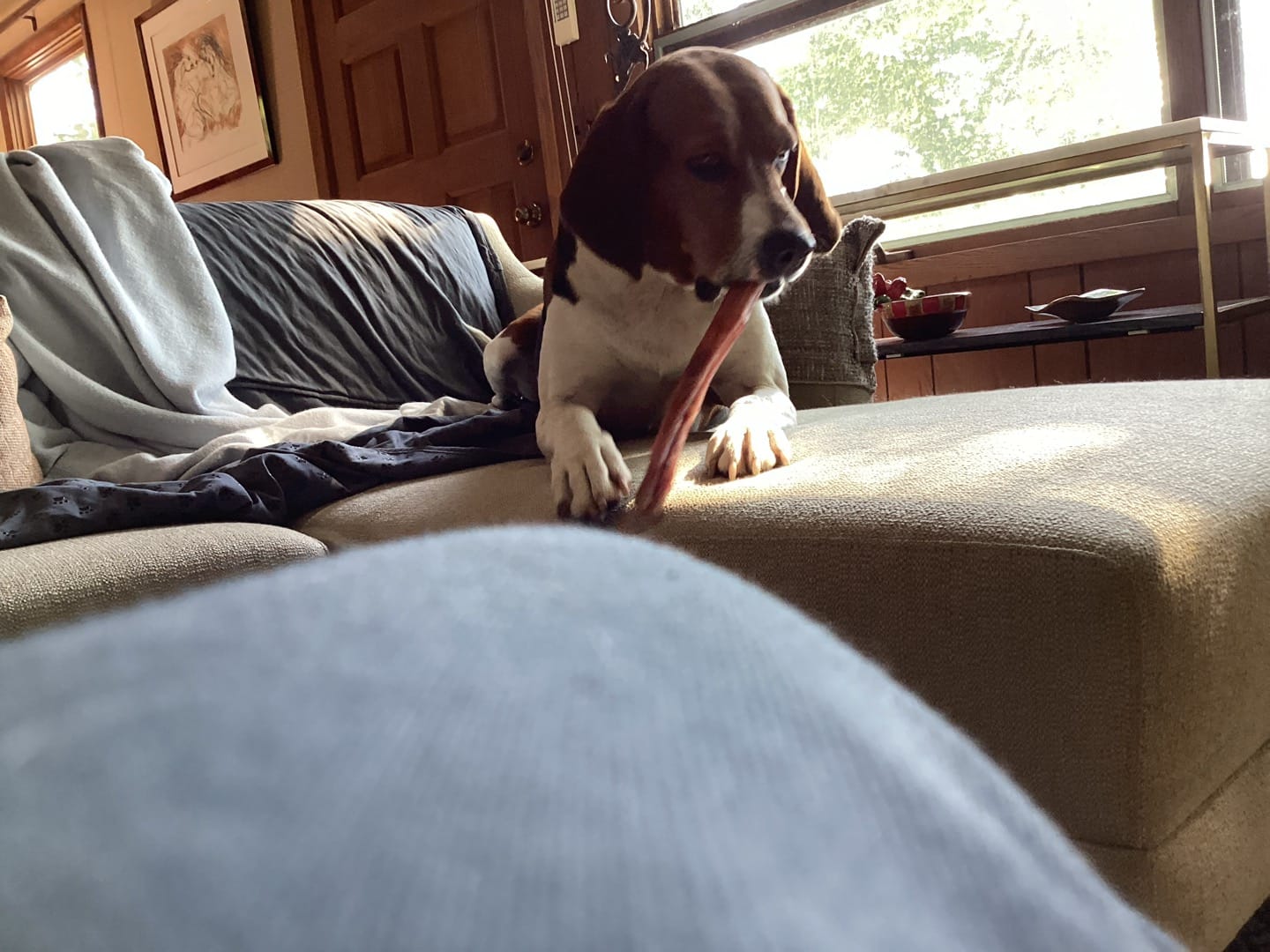 Customer photo review of 12 Inch Extra Thick Bully Sticks